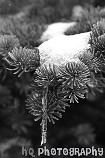 Ice & Snow on Tree Limb black and white picture