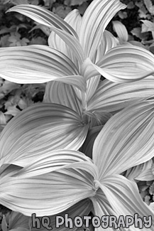 Corn Lilly black and white picture