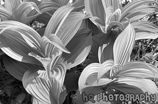 Corn Lilly Up Close black and white picture