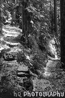 Switchback Hiking Trail black and white picture