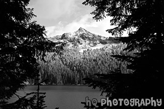 Snowy Mountains Through Tree Silhouettes black and white picture