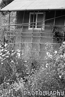 Old Shed and Flowers black and white picture