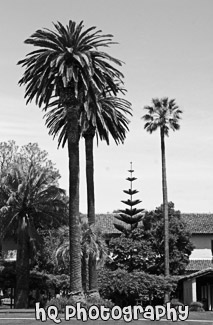 Santa Clara Palm Trees at Mission Gardens black and white picture