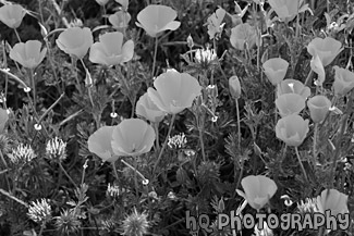 Bright Orange Poppy Flowers black and white picture