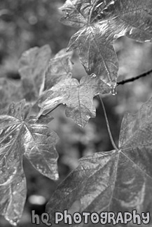 Green Leaves Up Close black and white picture