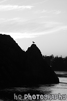 Bird & Rock Silhouette Sunset black and white picture