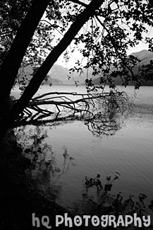 Trees & Silhouettes on Shore at Cresent Lake black and white picture