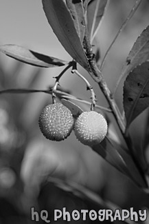 Red & Yellow  Berries on Tree black and white picture