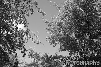 Red & Orange Colored Leaves on Trees black and white picture