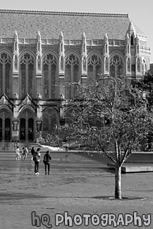 Suzzallo Library, Tree & Students black and white picture