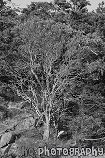 Tree on side of Cliff black and white picture