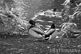 Ducks by a Pond black and white picture