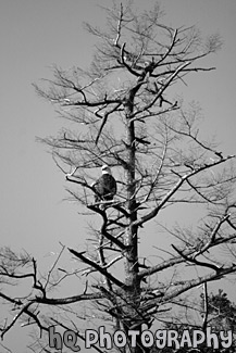 Bald Eagle on Tree Branch black and white picture