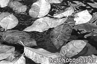 Leaves in Water black and white picture