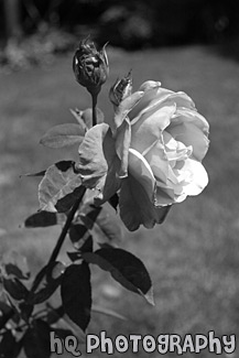 Side of Pink Flower black and white picture
