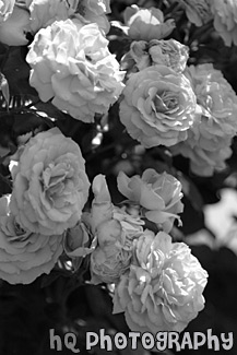 Pink Flowers black and white picture