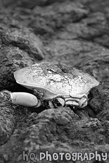 Sea Life on Rocks black and white picture