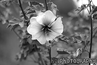 Purple Flower with Dark Purple Center black and white picture