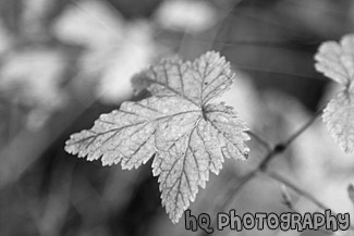 Green, Red, & Orange Leaf black and white picture