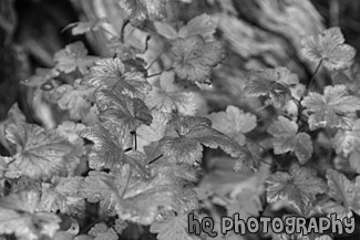 Red, Orange & Green Leaves black and white picture