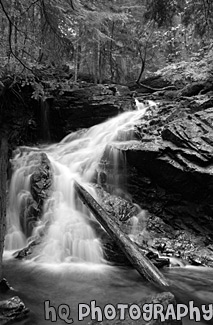 Waterfall, Green Trees, and Log black and white picture