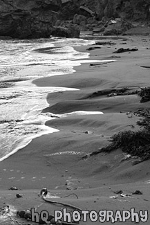 Beach Sand, Seaweed, & Water