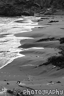 Beach Sand, Seaweed, & Water black and white picture