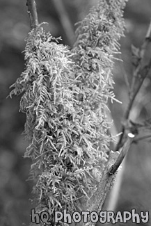 Green Moss on Branch black and white picture