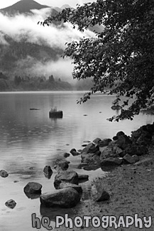 Rocks & Tree Along Diablo Lake black and white picture