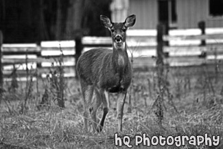 Deer Looking at the Camera black and white picture