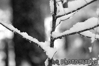 Close Up of Snow on a Tree Branch black and white picture