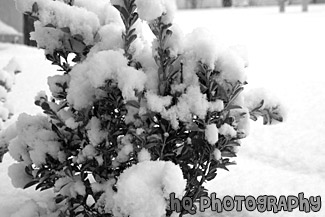 Snow on Green Bush black and white picture