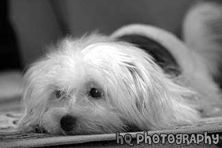 Maltese Puppy Laying on Carpet black and white picture