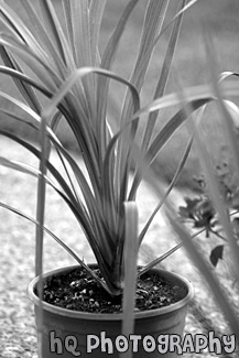 Plant in Pot black and white picture