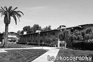 Graham Residence Hall & Palm Tree black and white picture