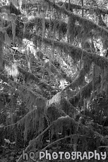 Tons of Moss on Trees black and white picture