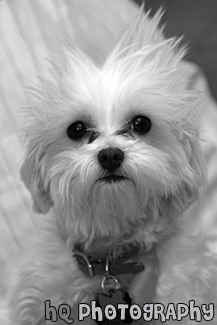 Maltese Puppy & Spiked Hair black and white picture