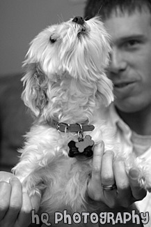 Maltese Puppy Howling black and white picture