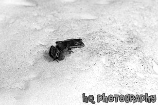 Brown Frog in Snow black and white picture