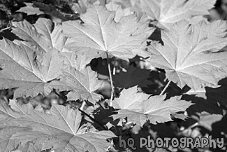 Green Sticker Bush black and white picture