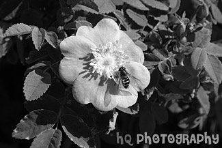 Bee Pollinating on Pink Flower black and white picture