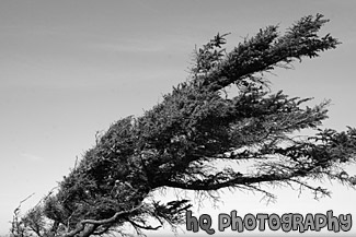 Wind Blown Tree black and white picture