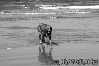 Golden Retriever in Ocean black and white picture