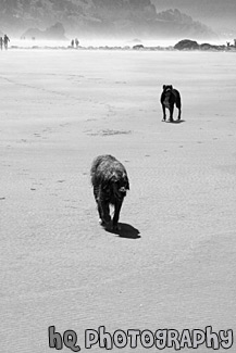 Dogs on Beach black and white picture