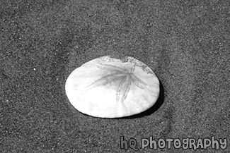 Sand Dollar in Sand black and white picture