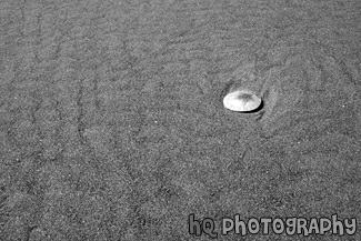 Sand Dollar on Beach black and white picture