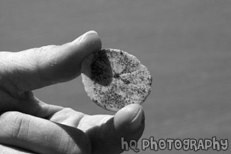 Sand Dollar in Hand black and white picture