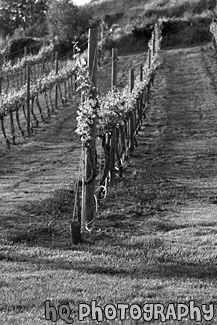 Rows of Wine Vines black and white picture