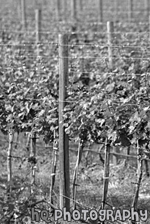 Winery Vines black and white picture