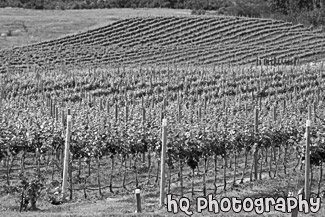 Vineyard Field black and white picture